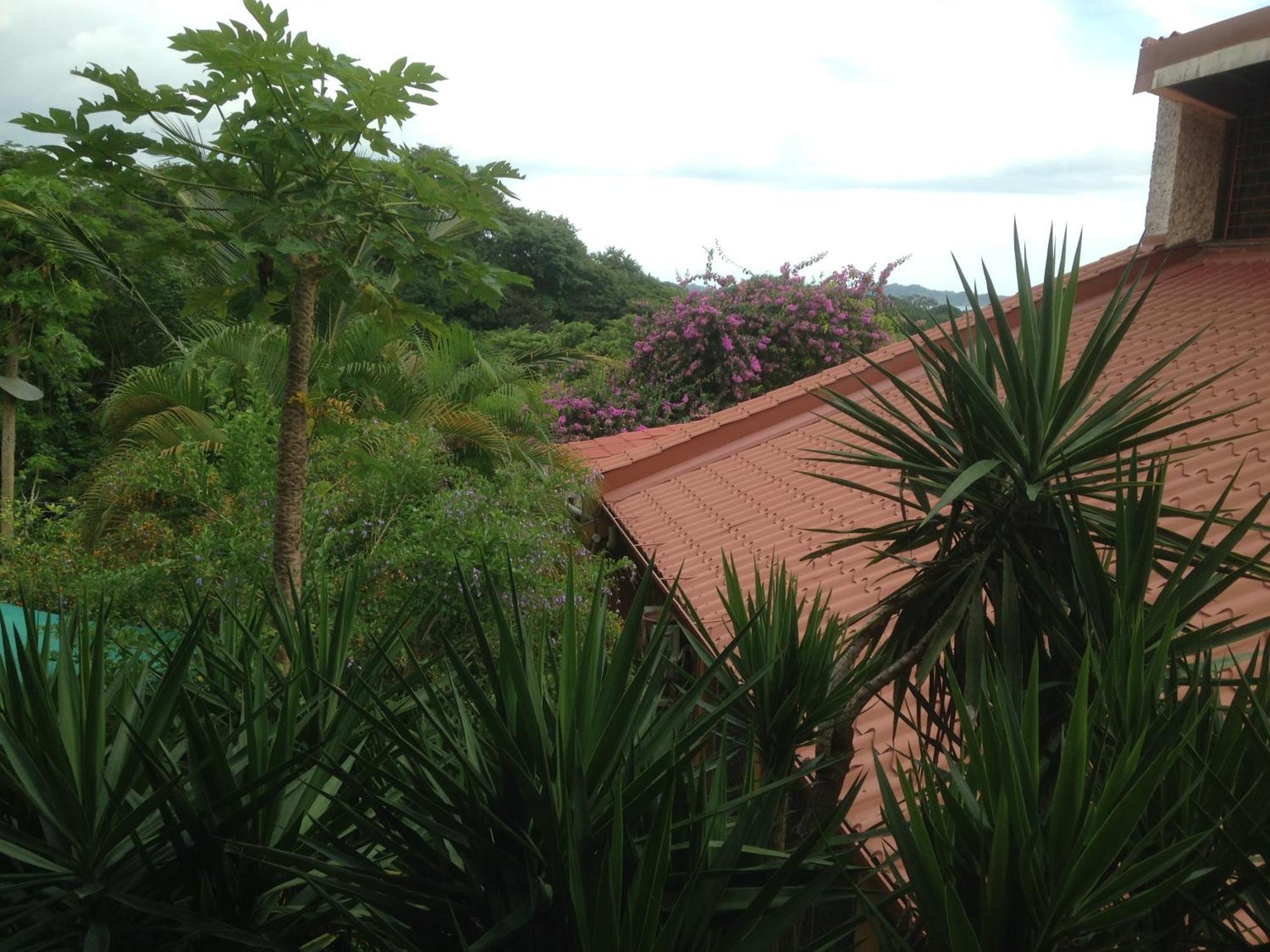 Villa Mango B&B Nosara Bagian luar foto