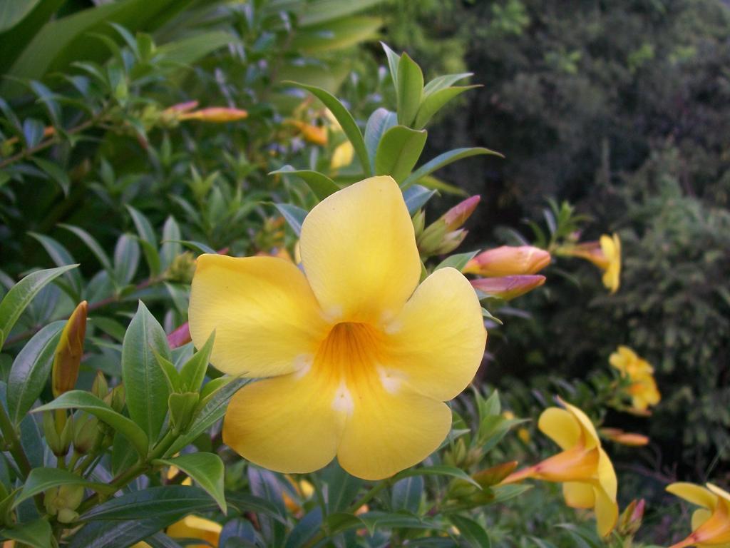Villa Mango B&B Nosara Bagian luar foto