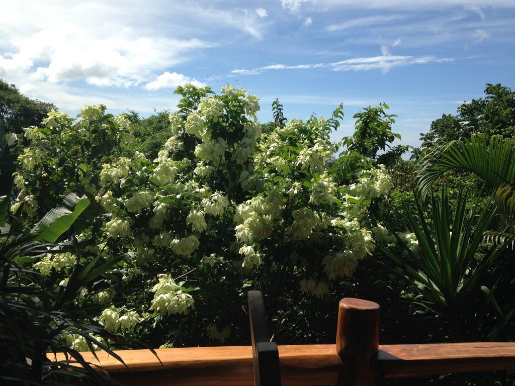 Villa Mango B&B Nosara Bagian luar foto